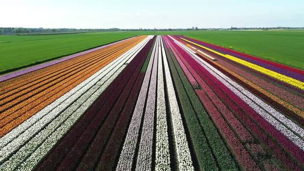 Aerial view of tulip fields in rows Netherlands.