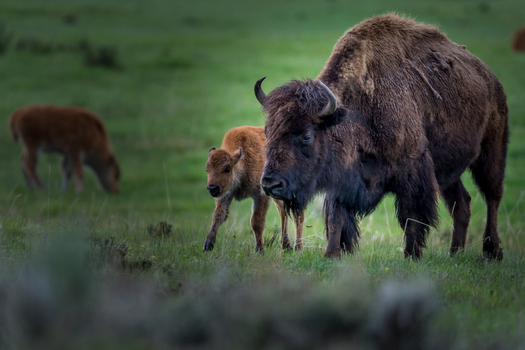 View of an adult American bison and its calf grazing in the lush green meadows of Yellowstone National Park Wyoming United States. View of an adult American bison and its calf grazing in the lush green meadows of Yellowstone National Park Wyoming United States.