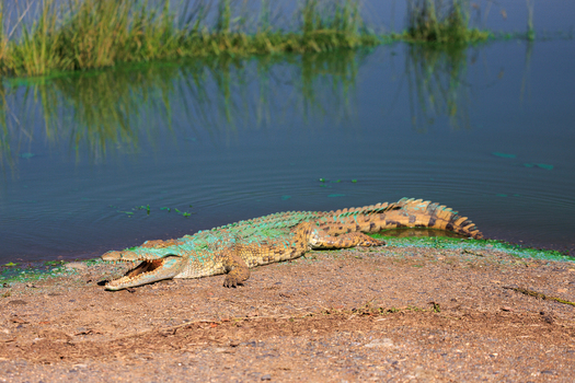 View of a Nile crocodile with its mouth open and green algae on its back resting on a sandy riverbank in Kruger National Park Skukuza Mpumalanga South Africa. View of a Nile crocodile with its mouth open and green algae on its back resting on a sandy riverbank in Kruger National Park Skukuza Mpumalanga South Africa.