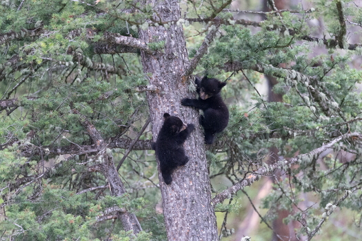 View of two black bear cubs climbing a pine tree in Yellowstone National Park United States. View of two black bear cubs climbing a pine tree in Yellowstone National Park United States.
