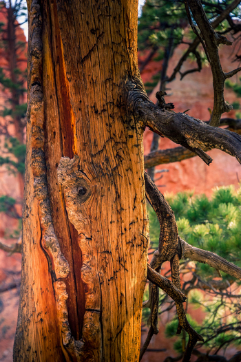 View of the weathered bark of a pine tree with deep fissures and warm golden tones set against the iconic red rock formations of Bryce Canyon National Park in Utah United States.