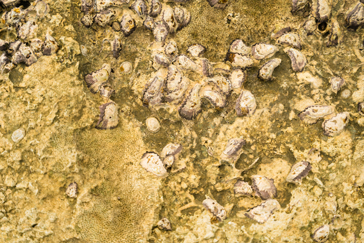 View of small barnacles and shells attached to a rough textured coastal rock surface in Sri Lanka. View of small barnacles and shells attached to a rough textured coastal rock surface in Sri Lanka.