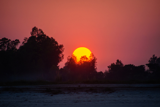 View of the sun setting behind silhouettes of trees in Bogura Rajshahi Division Bangladesh. View of the sun setting behind silhouettes of trees in Bogura Rajshahi Division Bangladesh.