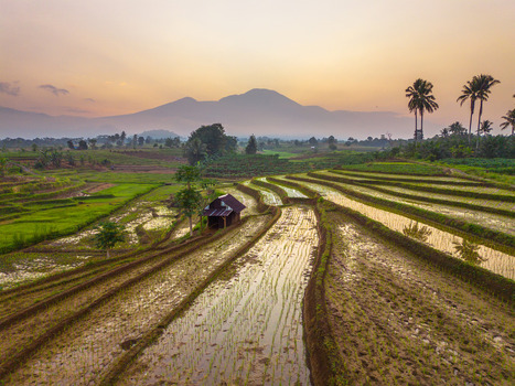 Aerial view of Kemumu rice terraces with a small hut lush green fields palm trees and distant mountains under a golden sunset sky in Arma Jaya Bengkulu Indonesia. Aerial view of Kemumu rice terraces with a small hut lush green fields palm trees and distant mountains under a golden sunset sky in Arma Jaya Bengkulu Indonesia.