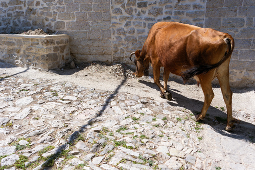 View of a brown cow walking along a narrow cobblestone street next to a traditional stone wall in Qeparo Fshat Vlore County Albania. View of a brown cow walking along a narrow cobblestone street next to a traditional stone wall in Qeparo Fshat Vlore County Albania.