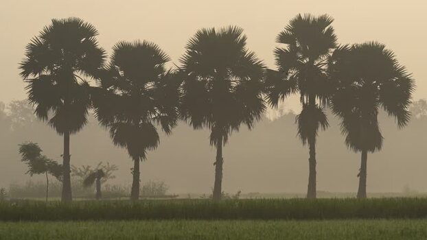 View of palm trees in a misty field at dawn Bangladesh.