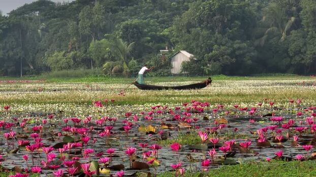 View of a man in a boat on a water lily pond in Barishal Bangladesh. View of a man in a boat on a water lily pond in Barishal Bangladesh.