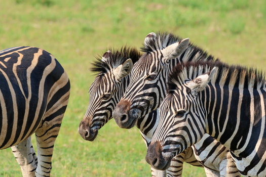 View of three zebras with bold black and white stripes standing alertly in a sun drenched green savanna Kruger Park South Africa. View of three zebras with bold black and white stripes standing alertly in a sun drenched green savanna Kruger Park South Africa.
