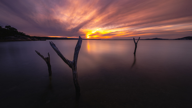 View of dead tree branches protruding from the calm water of the bay at sunset with a vibrant orange and purple sky in Vancouver Peninsula Western Australia Australia. View of dead tree branches protruding from the calm water of the bay at sunset with a vibrant orange and purple sky in Vancouver Peninsula Western Australia Australia.