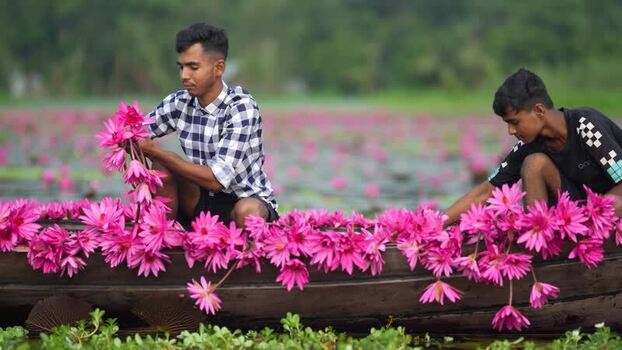 View of men harvesting pink water lilies in Barishal Bangladesh. View of men harvesting pink water lilies in Barishal Bangladesh.