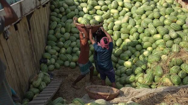 View of workers unloading watermelons at Sadarghat Bangladesh.