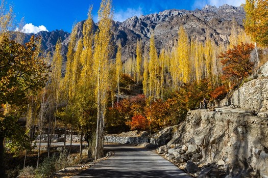 View of Hunza Valley in autumn with tall yellow poplar trees rocky mountain slopes and stone walls along a road in Karimabad GB Pakistan. View of Hunza Valley in autumn with tall yellow poplar trees rocky mountain slopes and stone walls along a road in Karimabad GB Pakistan.