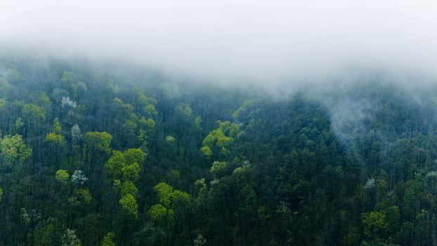 Aerial view of a dense forest shrouded in ethereal mist the vibrant green treetops contrasting with the soft diffused light Novi Sad Vojvodina Serbia. Aerial view of a dense forest shrouded in ethereal mist the vibrant green treetops contrasting with the soft diffused light Novi Sad Vojvodina Serbia.
