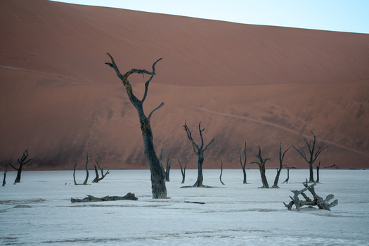 View of stark skeletal trees standing in a cracked white clay pan against the backdrop of a massive rust colored dune in the Namib desert Sossusvlei Namibia. View of stark skeletal trees standing in a cracked white clay pan against the backdrop of a massive rust colored dune in the Namib desert Sossusvlei Namibia.