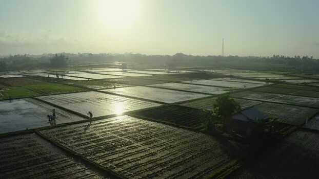 Aerial view of farmers working in flooded rice paddies at sunrise Indonesia. Aerial view of farmers working in flooded rice paddies at sunrise Indonesia.