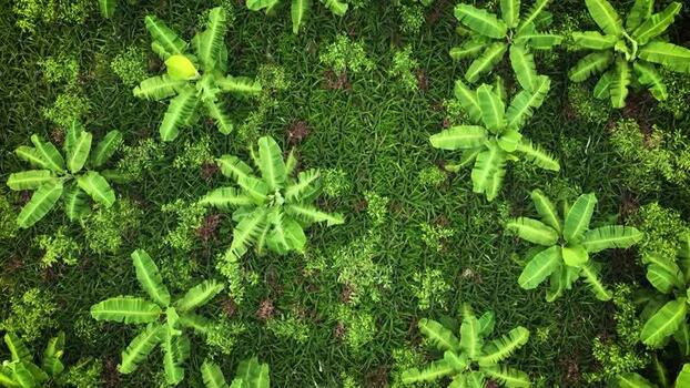 Aerial view of lush banana trees in a plantation Bangladesh. Aerial view of lush banana trees in a plantation Bangladesh.