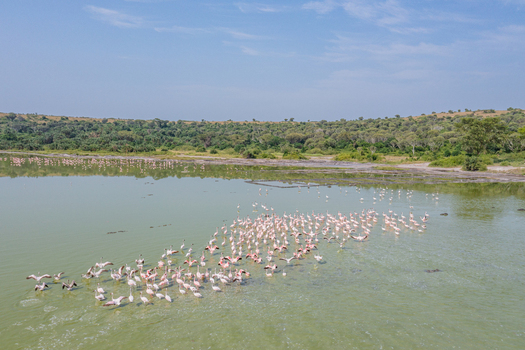 Aerial view of a large flock of pink flamingos wading in the shallow green waters of Lake Munyanyange surrounded by lush vegetation in Katwe Village Western Region Uganda. Aerial view of a large flock of pink flamingos wading in the shallow green waters of Lake Munyanyange surrounded by lush vegetation in Katwe Village Western Region Uganda.