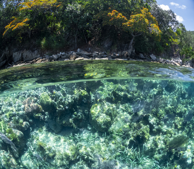 View of a split level perspective showing a lush tropical shoreline with flowering trees above and a vibrant coral reef with seagrass below in Guanaja Bay Islands Department Honduras. View of a split level perspective showing a lush tropical shoreline with flowering trees above and a vibrant coral reef with seagrass below in Guanaja Bay Islands Department Honduras.