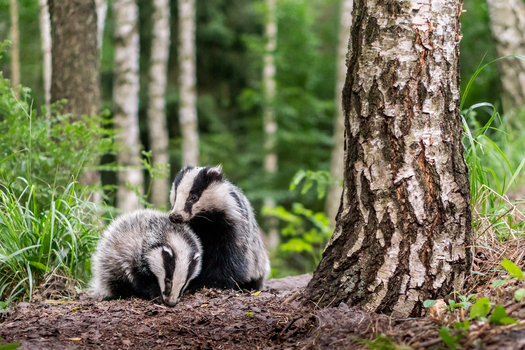 View of two badgers foraging in a forest near a birch tree in Debrzno Pomeranian Voivodeship Poland.
