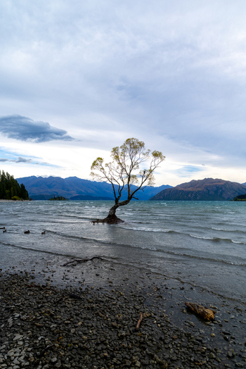 View of a solitary tree standing resiliently in the lake s shallow waters under a sky with clouds Wanaka Tree Otago Region New Zealand. View of a solitary tree standing resiliently in the lake s shallow waters under a sky with clouds Wanaka Tree Otago Region New Zealand.