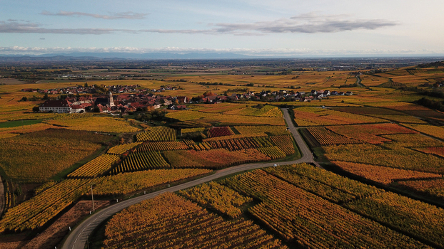 Aerial view of Alsace vineyards surrounding a small village with autumn foliage and winding roads in Orschwiller Grand Est France.
