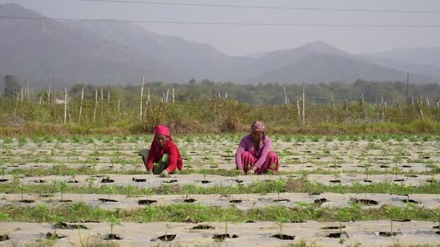 View of women working in a field in Dang Nepal.
