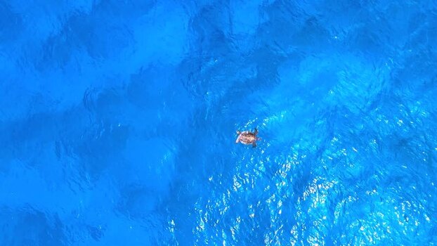Aerial view of a sea turtle swimming in blue water United States.