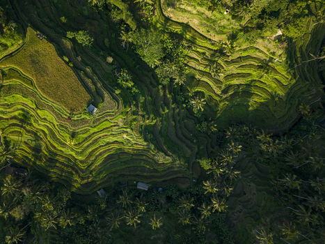 Aerial view of Tegallalang Rice Terrace featuring lush green terraced paddies palm trees and intricate irrigation patterns in Kecamatan Tegallalang Bali Indonesia. Aerial view of Tegallalang Rice Terrace featuring lush green terraced paddies palm trees and intricate irrigation patterns in Kecamatan Tegallalang Bali Indonesia.
