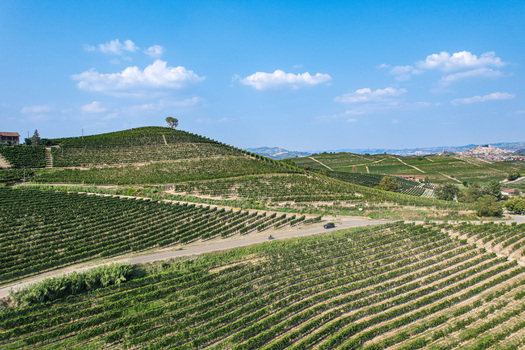 Aerial view of lush green vineyards on rolling hills with a winding road under a blue sky in Verduno Piedmont Italy.