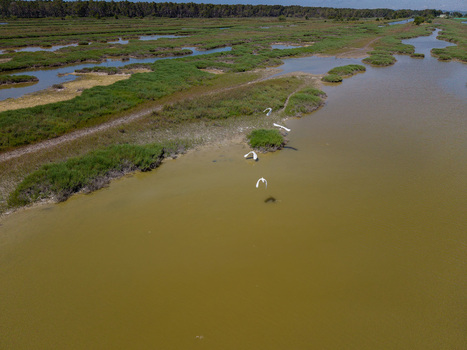 Aerial view of Karavasta Lagoon with white birds flying over the marshy waters and green wetlands near the forest in Divjake Fier County Albania.