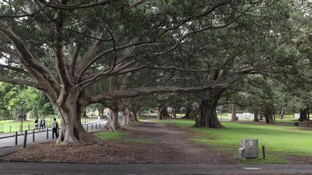 View of Royal Botanic Garden Sydney with large fig trees Australia.