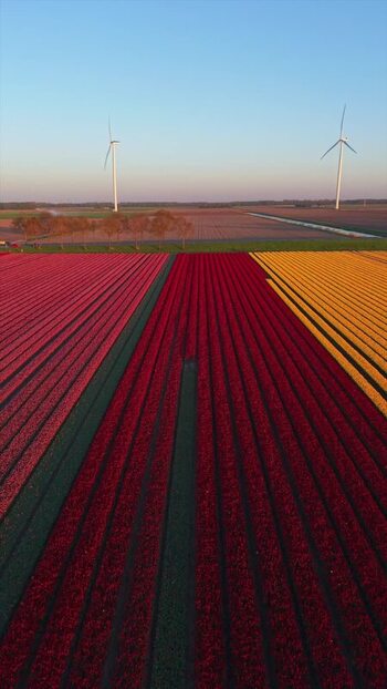 Aerial view of colorful tulip fields and wind turbines in Netherlands. Aerial view of colorful tulip fields and wind turbines in Netherlands.