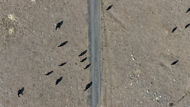 Aerial view of a herd of black cattle grazing in a dry field divided by a dirt path in Golden Colorado United States.