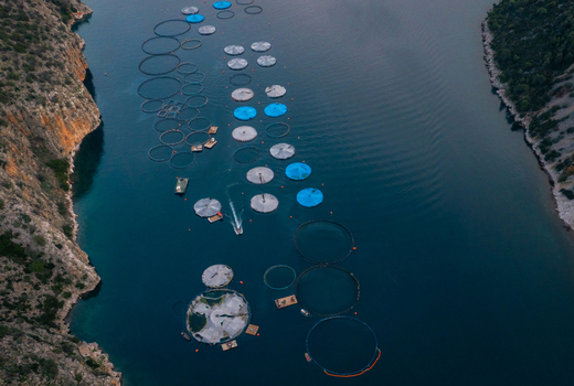 Aerial view of a fish farm with circular cages and blue covers in the deep blue sea surrounded by rocky cliffs in Epidavros Greece.