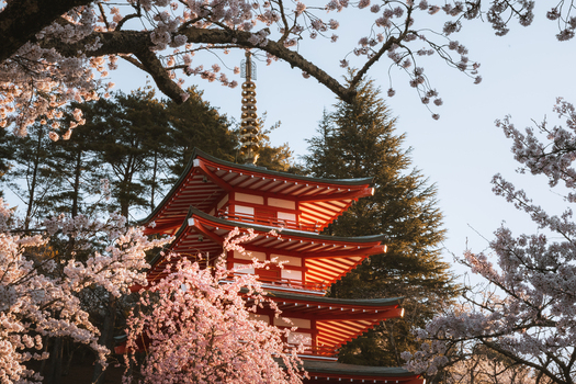 View of the vibrant red Chureito Pagoda nestled among the delicate pink blossoms of cherry trees under a clear sky Fujiyoshida Yamanashi Japan.