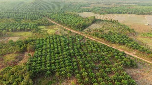 Aerial view of oil palm plantation in Anggana Indonesia. Aerial view of oil palm plantation in Anggana Indonesia.