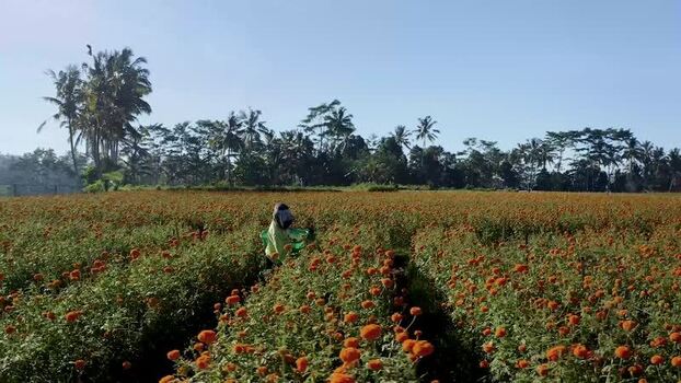 Aerial view of a marigold field in Kecamatan Mengwi Indonesia.