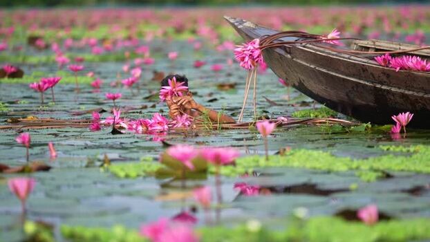 View of a man harvesting pink water lilies in a pond Bangladesh. View of a man harvesting pink water lilies in a pond Bangladesh.