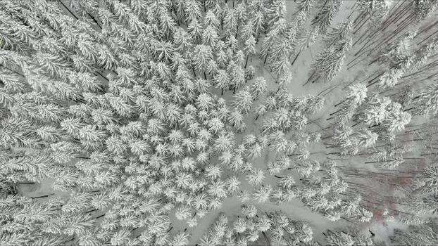 Aerial view of snow covered forest in Brasov Romania. Aerial view of snow covered forest in Brasov Romania.