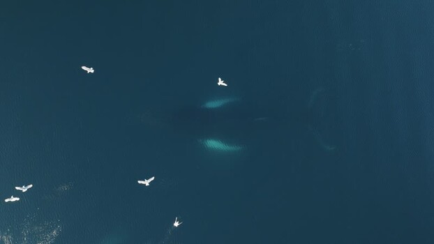 Aerial view of a whale swimming in deep blue ocean Greenland. Aerial view of a whale swimming in deep blue ocean Greenland.