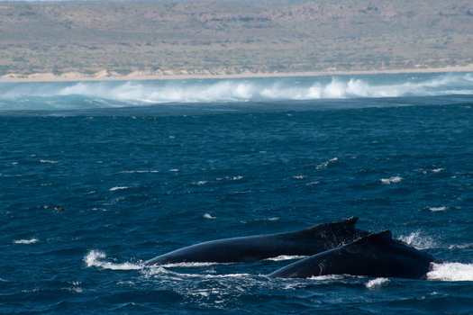 View of two humpback whales surfacing in the deep blue waters of the Ningaloo Reef with waves breaking near the arid coastline in Ningaloo Western Australia Australia. View of two humpback whales surfacing in the deep blue waters of the Ningaloo Reef with waves breaking near the arid coastline in Ningaloo Western Australia Australia.