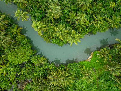 Aerial view of Coconut river winding through lush tropical palm trees and dense jungle foliage Siargao Philippines. Aerial view of Coconut river winding through lush tropical palm trees and dense jungle foliage Siargao Philippines.