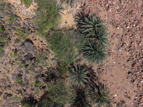 Aerial view of the arid canyon floor speckled with sparse verdant vegetation under the harsh sun Dirhur canyon Socotra Yemen.