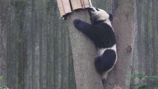 View of giant panda climbing a tree in Chengdu China. View of giant panda climbing a tree in Chengdu China.