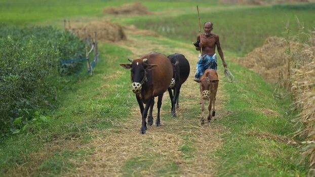 View of a farmer walking with cattle in rural Bogura Bangladesh.