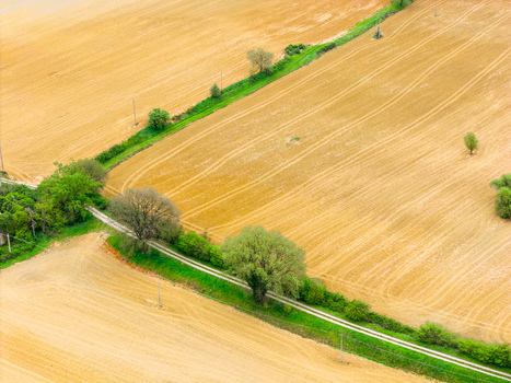 Aerial view of golden agricultural fields divided by a narrow road lined with green trees and lush vegetation in Ficulle Umbria Italy. Aerial view of golden agricultural fields divided by a narrow road lined with green trees and lush vegetation in Ficulle Umbria Italy.