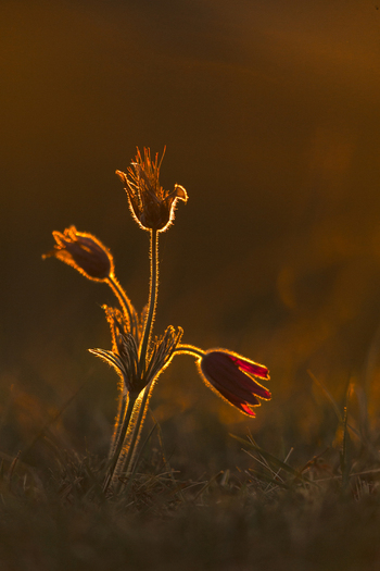 View of a Pasque flower backlit by the warm golden hour sun in a meadow in Cambridgeshire United Kingdom. View of a Pasque flower backlit by the warm golden hour sun in a meadow in Cambridgeshire United Kingdom.