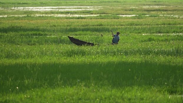 View of a fisherman in a boat in a green wetland Bangladesh.