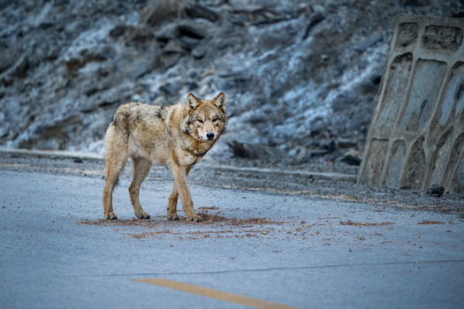 View of a Himalayan gray wolf standing on a paved road with a rocky hillside and stone wall in the background Khunjerab Pass Gilgit Pakistan. View of a Himalayan gray wolf standing on a paved road with a rocky hillside and stone wall in the background Khunjerab Pass Gilgit Pakistan.