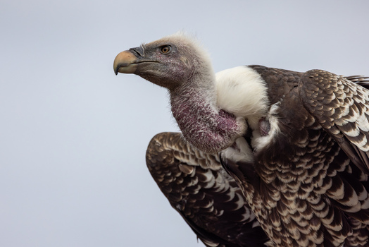 View of a Ruppell s vulture with its distinctive brown and white feathers and sharp beak against a neutral sky Selestat Grand Est France.